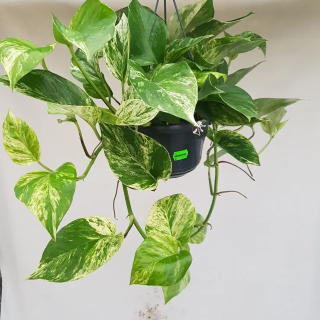 Epipremnum aureum drakenklimop hangplant groen blad