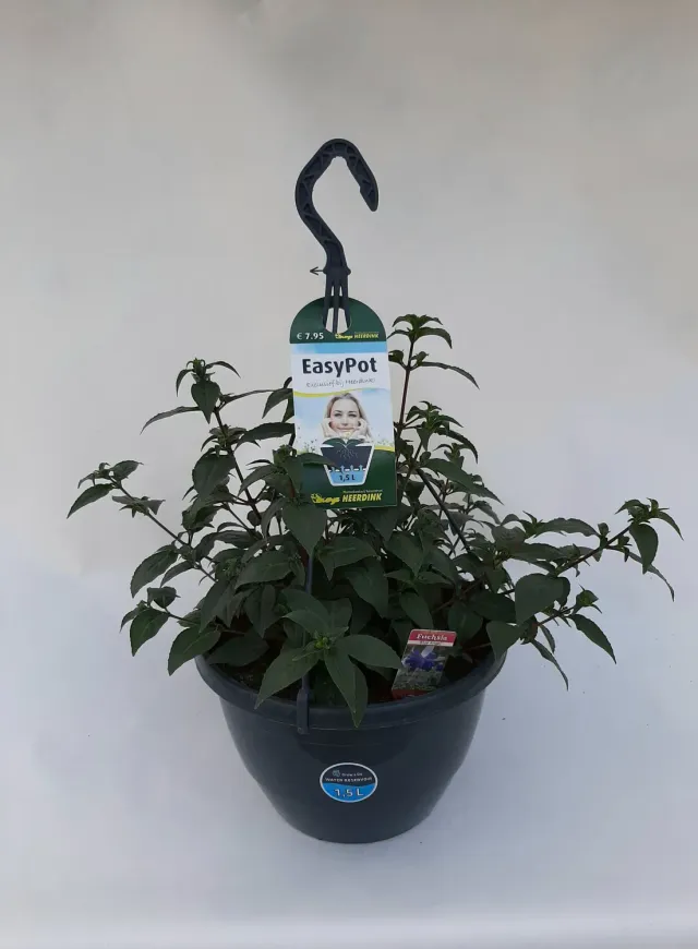 Tuincentrum Heerdink Hangfuchsia hangplant bloeiend