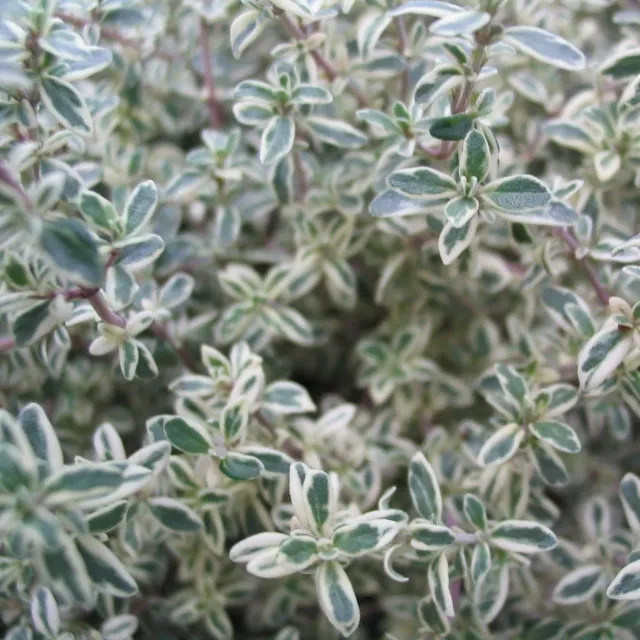 The Natural World Silver Posie tijm plant P9 eetbaar