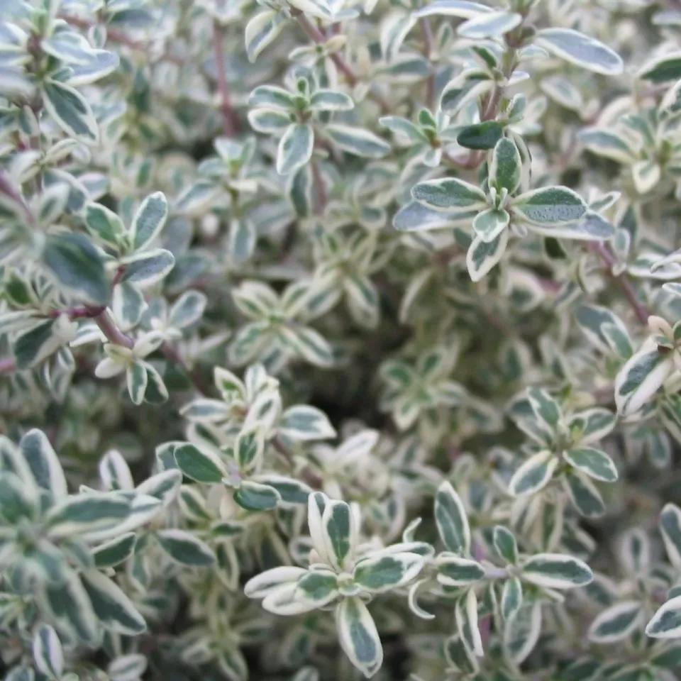 The Natural World Silver Posie tijm plant P9 eetbaar