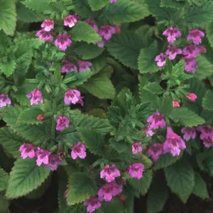 The Natural World Calamintha grandiflora plant eetbaar