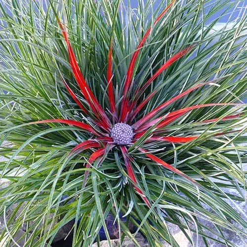 The Natural World Fascicularia bicolor kuipplant