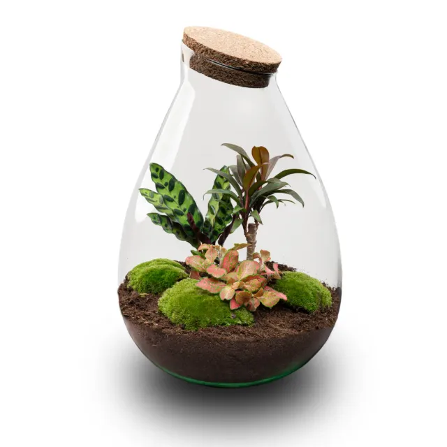 Urbanjungl Drop XL Palm planten terrarium met kurk