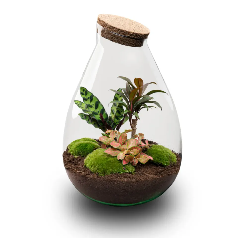 Urbanjungl Drop XL Palm planten terrarium met kurk