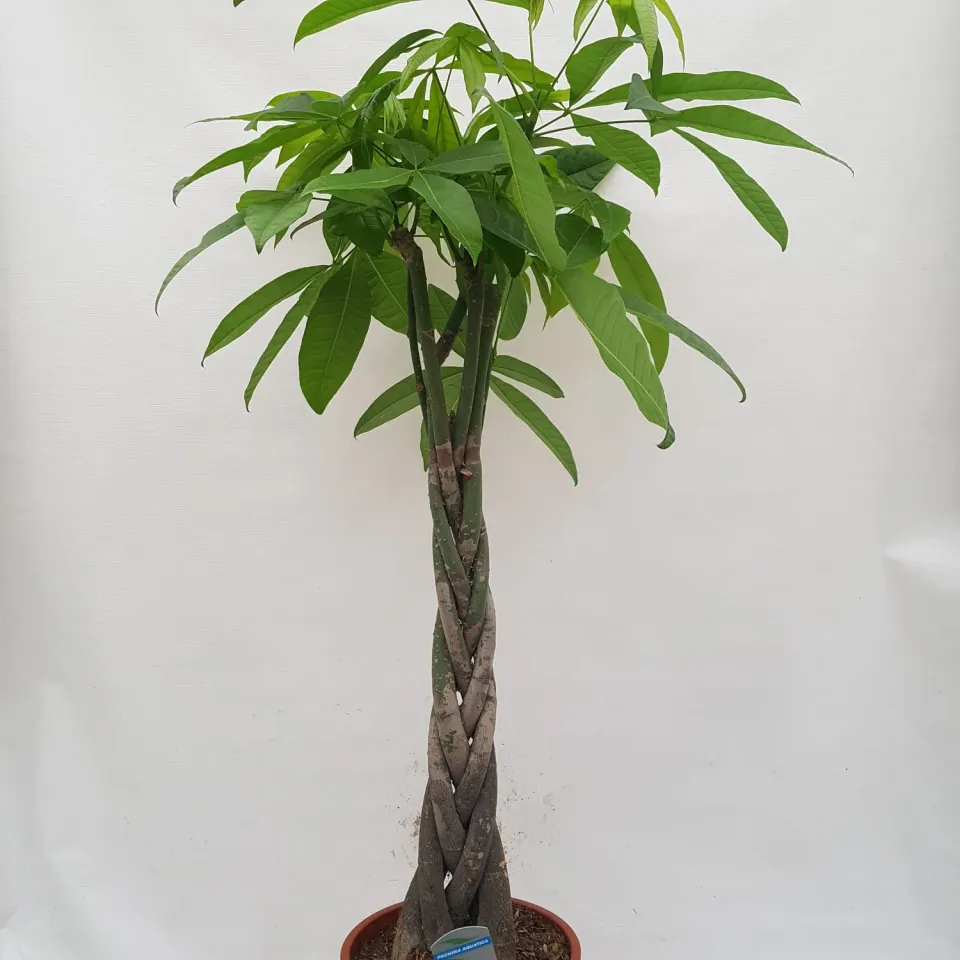 Tuincentrum Heerdink Pachyra aquatica kamerplant 150 cm