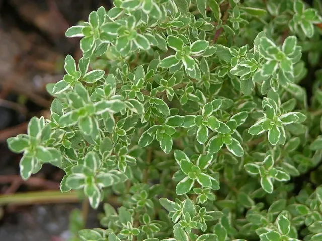 The Natural World Variegatus citroentijm plant bont