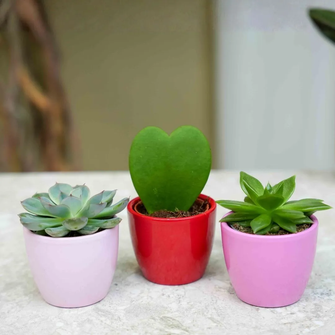 Urbanjungl Love plant set 3x mini pot Hoya Kerrii hart roze