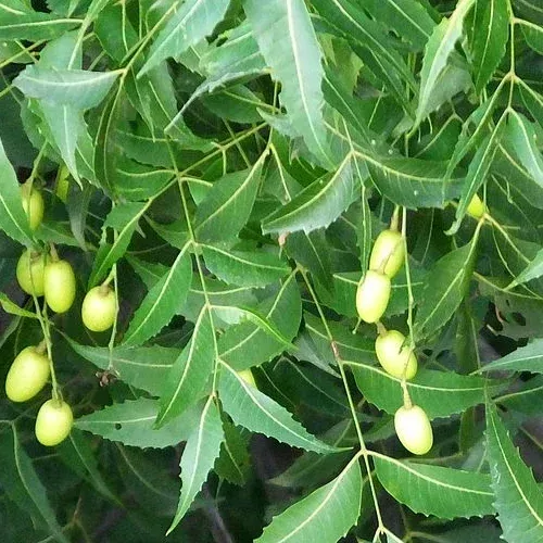 The Natural World Azadirachta indica neemboom kuipplant