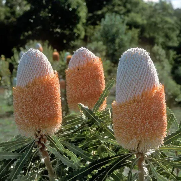 The Natural World Banksia prionotes dwarf plant