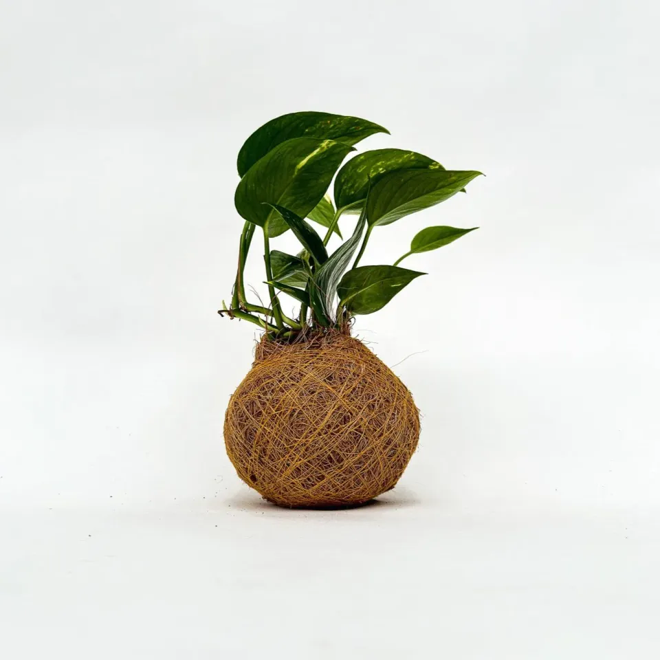 House of Koko Philly Kokedama zonder schaaltje rankend