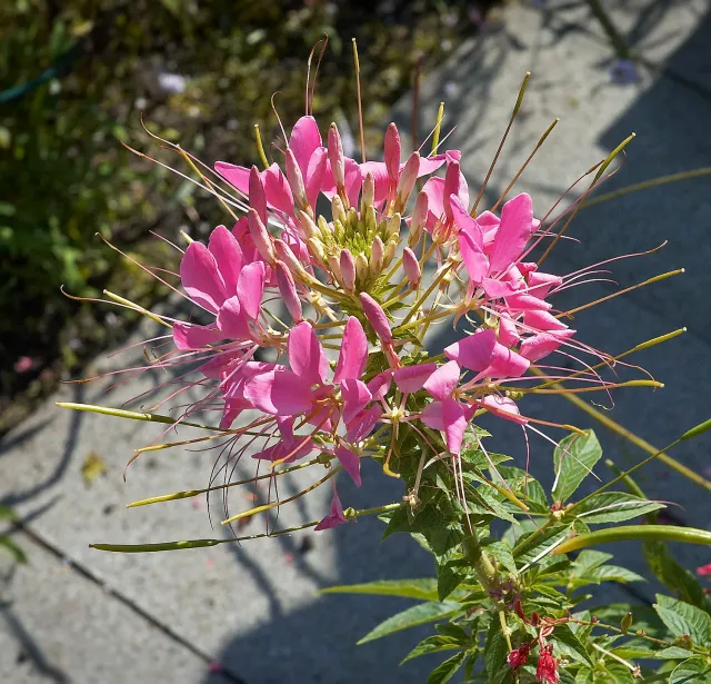 The Natural World kattensnor plant roze eetbaar