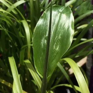 The Natural World Zingiber mioga gemberplant P9 winterhard