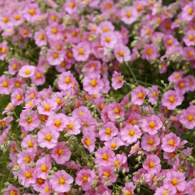 Tuincentrum Heerdink Zonneroosje vaste plant Helianthemum