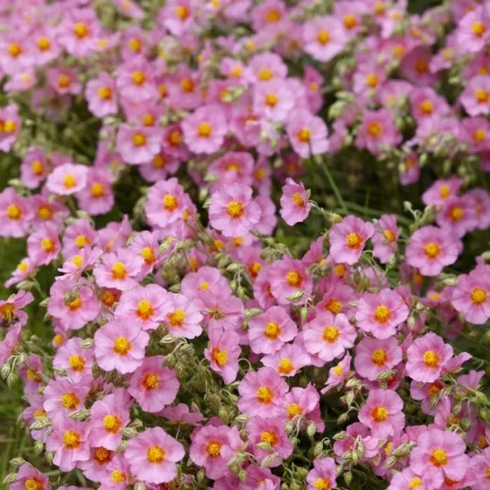 Tuincentrum Heerdink Zonneroosje vaste plant Helianthemum