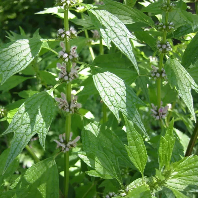 The Natural World Leonurus cardiaca plant hartgespan