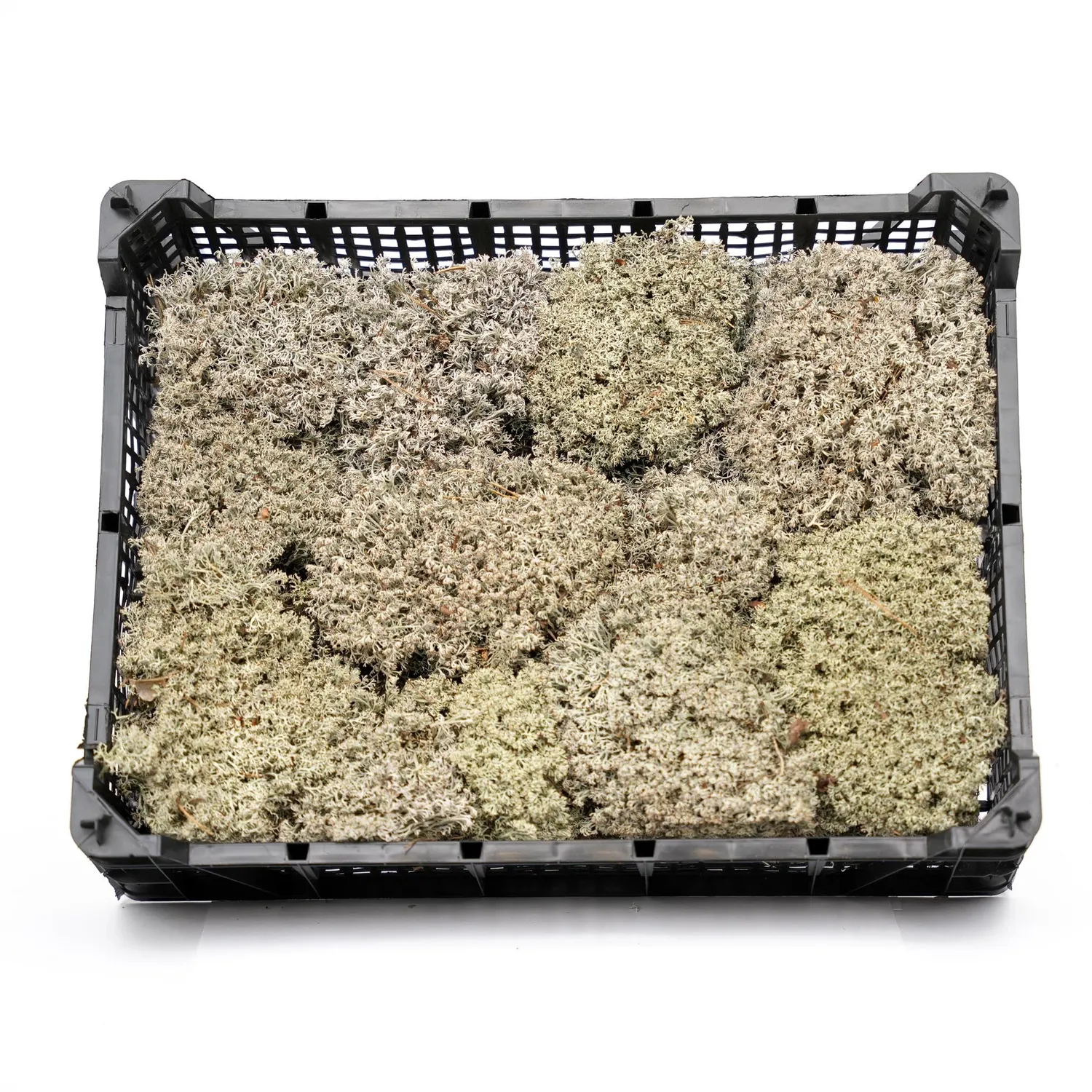 Urbanjungl Levend zilvermos tray 2x 20x30 cm