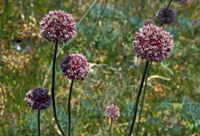 The Natural World Allium ampeloprasum prei plant P9 eetbaar