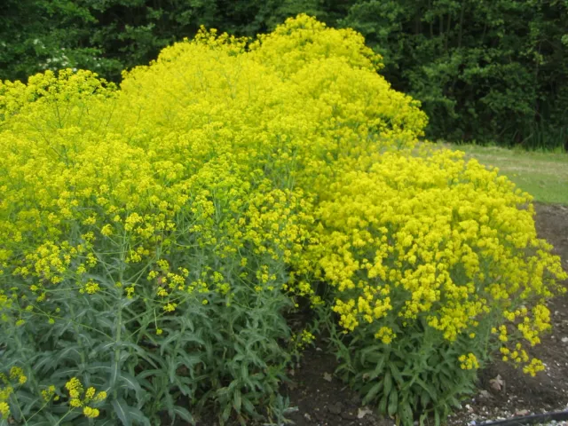 The Natural World Isatis tinctoria wede plant eetbaar
