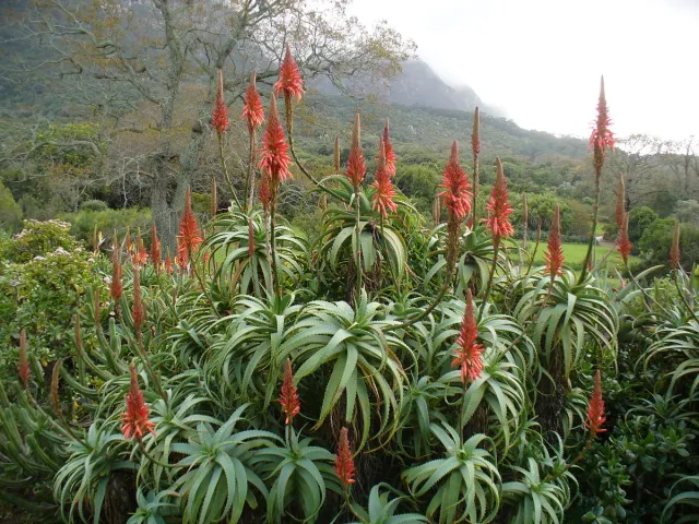 The Natural World Aloe arborescens aloëplant groot