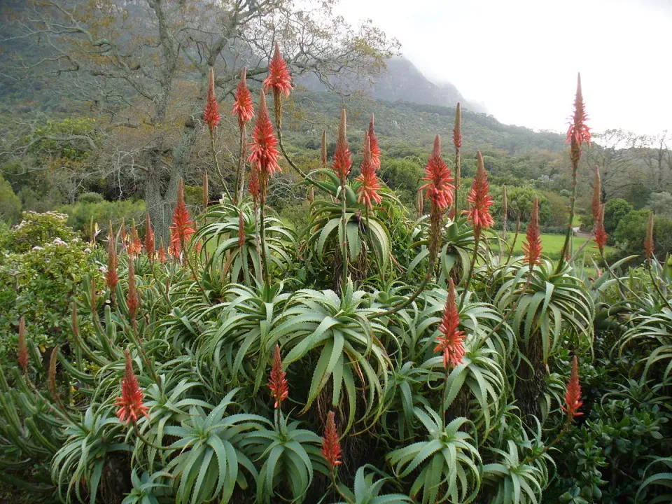The Natural World Aloe arborescens aloëplant groot