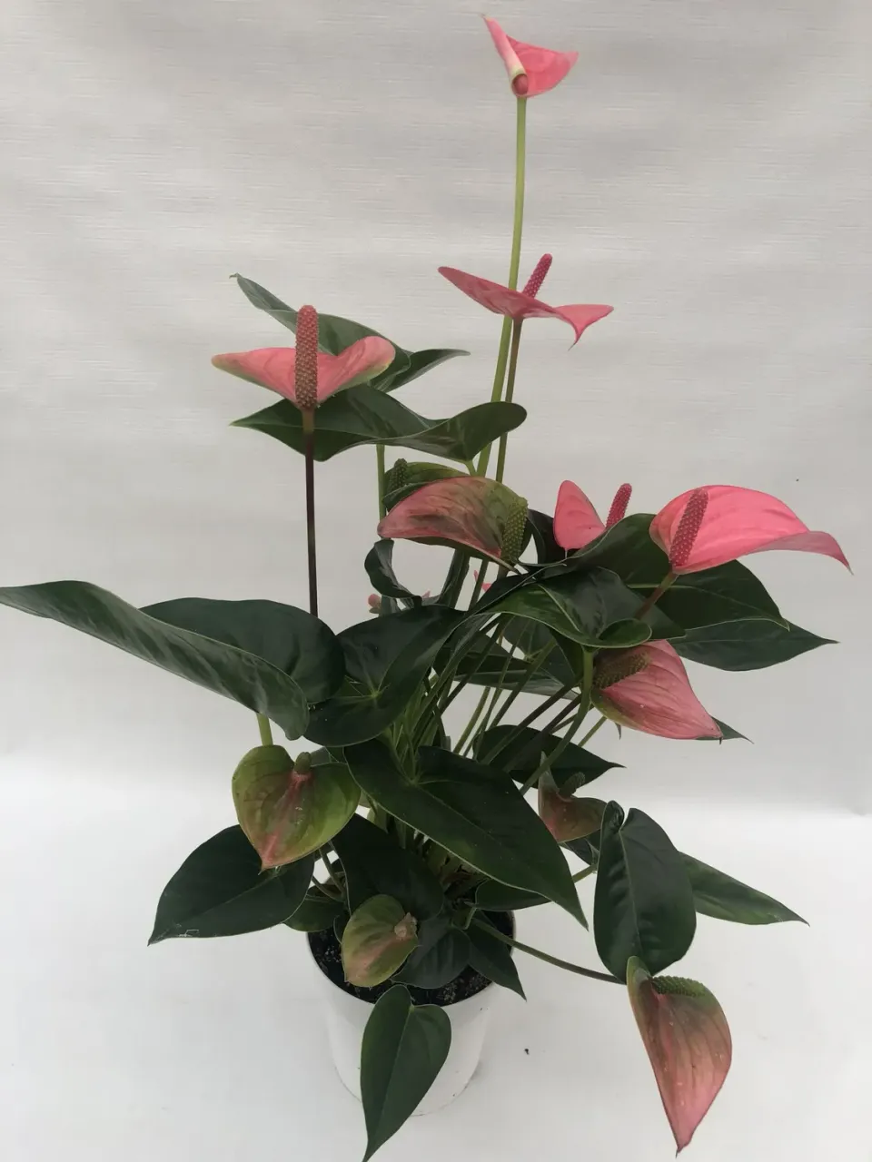 Tuincentrum Heerdink Anthurium Pink Champion flamingoplant 50 cm roze