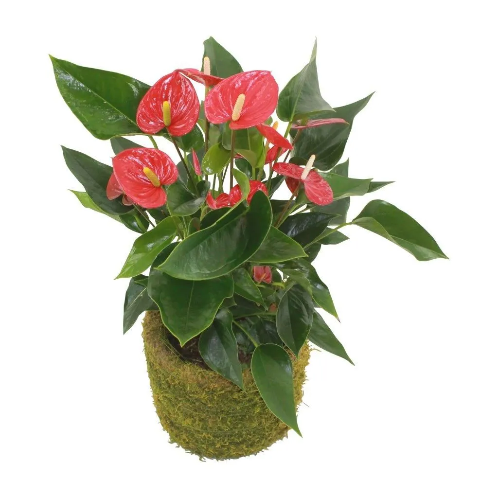XL-Bloom YoungPlants XL.34 jonge plant Arisa Red rood