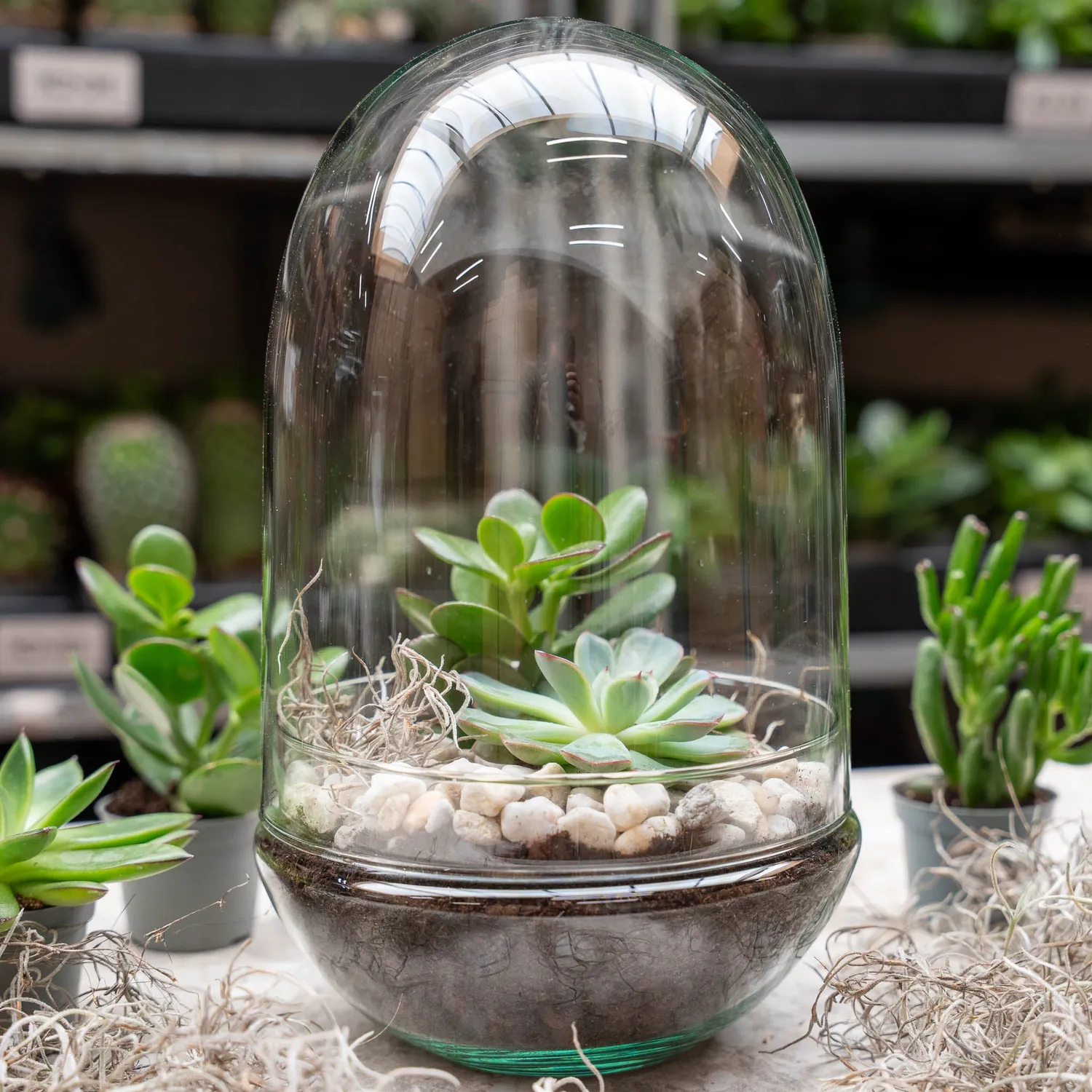 Urbanjungl Egg XL terrarium DIY kit 2 succulenten
