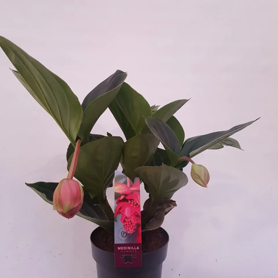 Tuincentrum Heerdink Medinilla magnifica Flamingo kamerplant