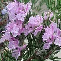 The Natural World Rosmarinus Majorca Pink rozemarijnplant P9 roze