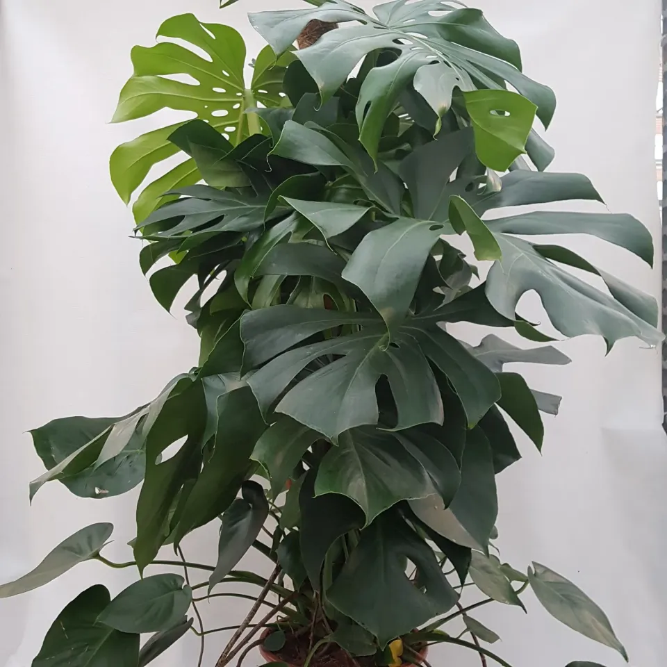 Monstera deliciosa gatenplant 125 cm