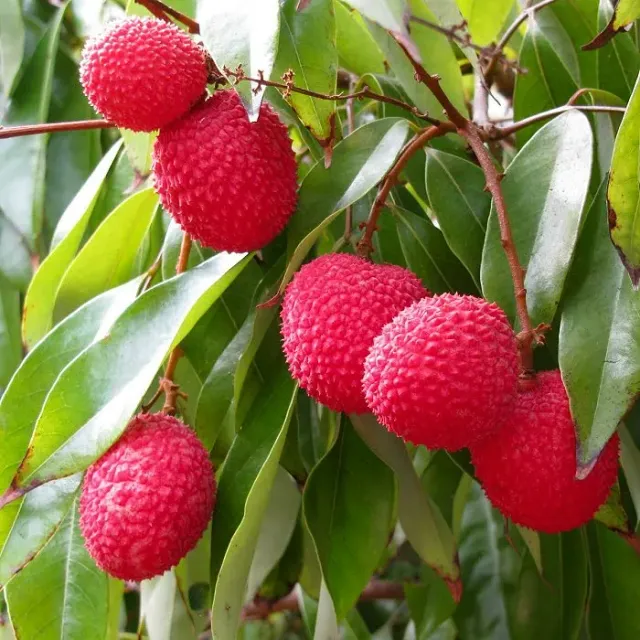 The Natural World Litchi Sinensis plant kuipplant