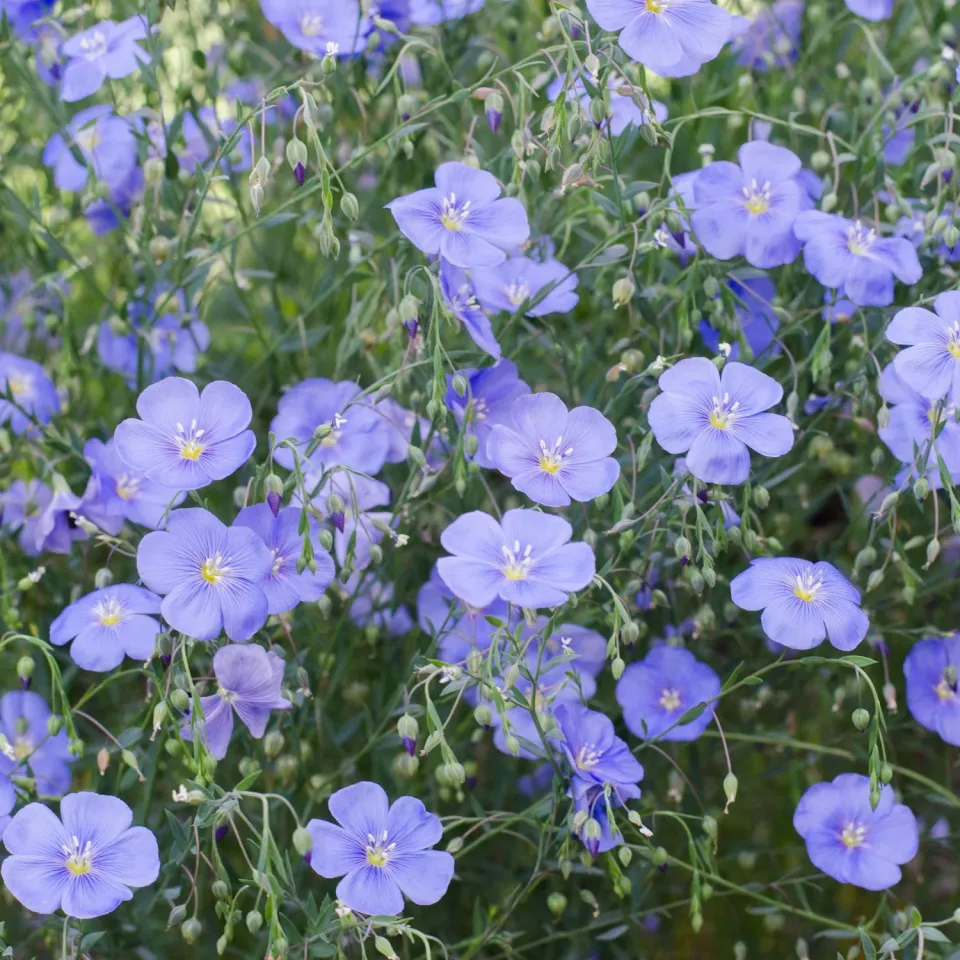 The Natural World Linum perenne vlasplant P9 blauw