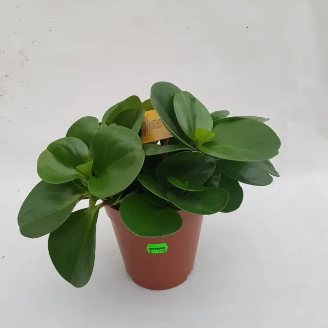 Peperomia Obtusifolia kamerplant krokodillentranen