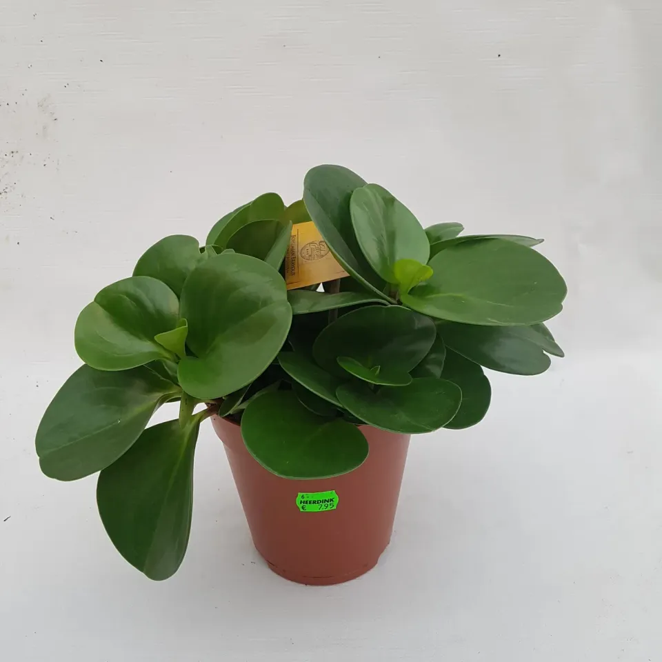 Peperomia Obtusifolia kamerplant krokodillentranen