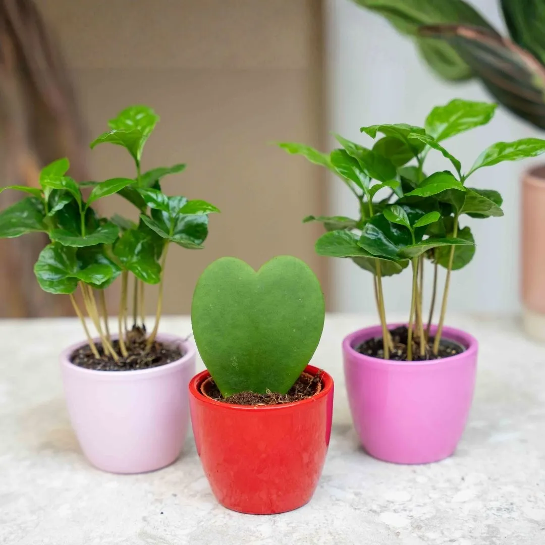 Urbanjungl Love plant set 3x mini pot Hoya Kerrii hart roze