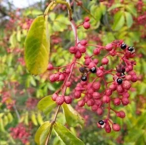 The Natural World Zanthoxylum simulans sichuanpeper plant