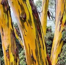 The Natural World Eucalyptus subcrenulata plant P12