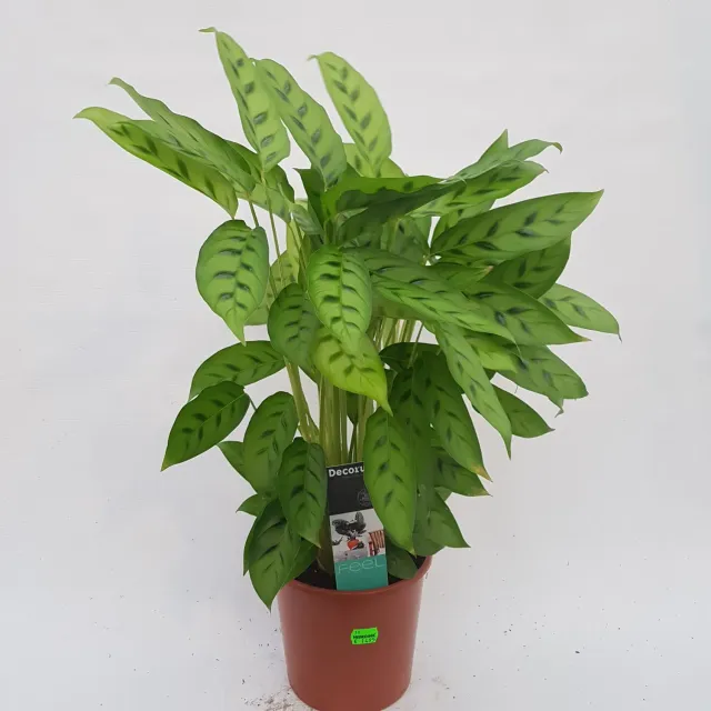 Tuincentrum Heerdink Calathea Leopardina kamerplant