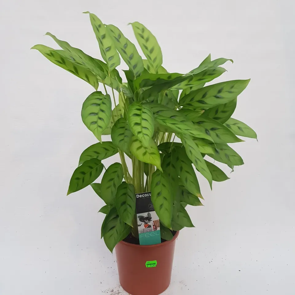 Tuincentrum Heerdink Calathea Leopardina kamerplant