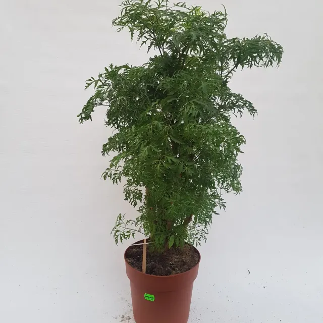 Tuincentrum Heerdink Polyscias aralia 75 cm pot 19