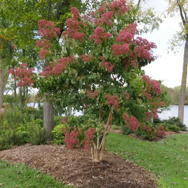 The Natural World Heptacodium miconioides struik winterhard