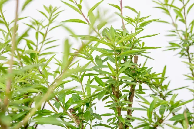 The Natural World Lippia polystacha theeplant P9 kruid