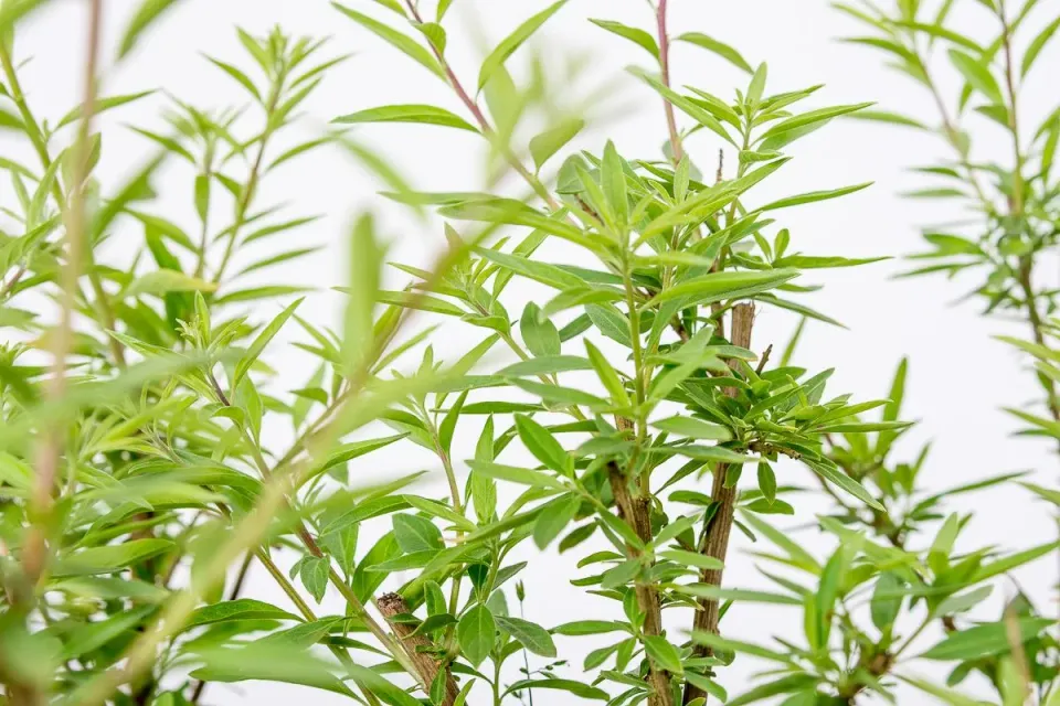 The Natural World Lippia polystacha theeplant P9 kruid