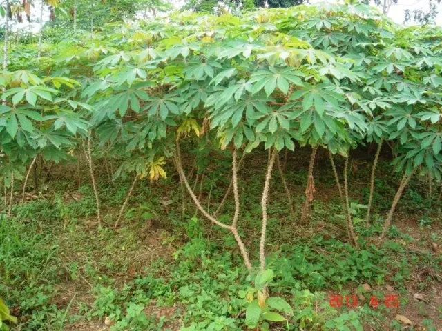 The Natural World Manihot esculenta cassave plant eetbaar