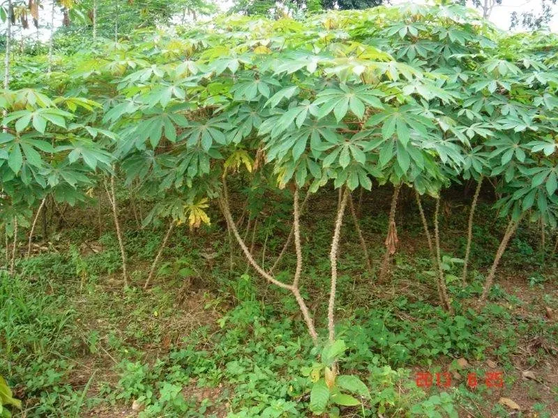 The Natural World Manihot esculenta cassave plant eetbaar