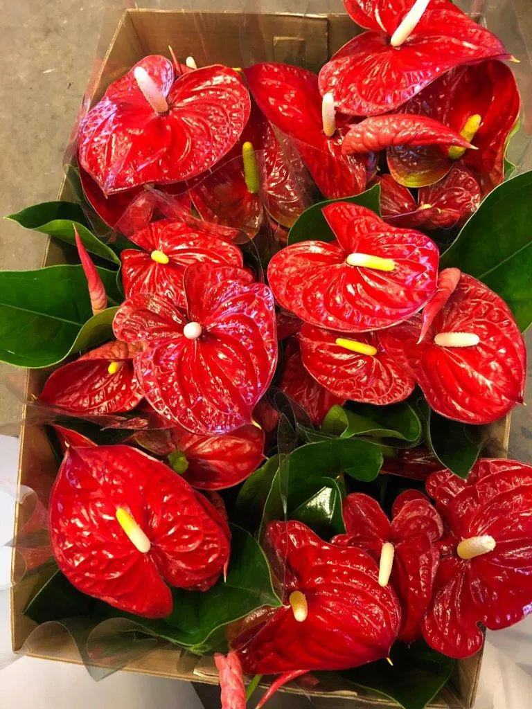 XL-Bloom YoungPlants XL.09 Jambo Red plant rode bloem