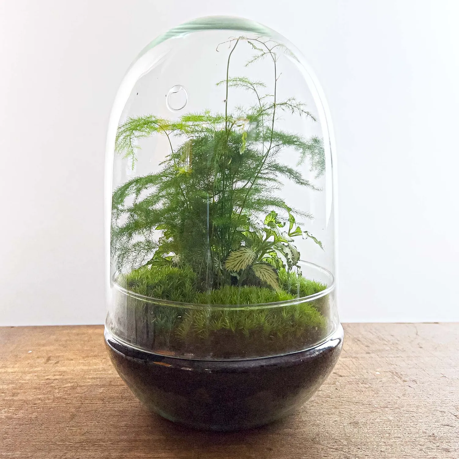 Urbanjungl Egg XL planten terrarium glazen stolp