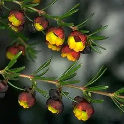 The Natural World Boronia megastigma plant geur