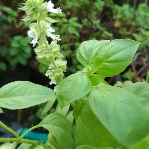 The Natural World Ocimum White Mountain basilicum P9