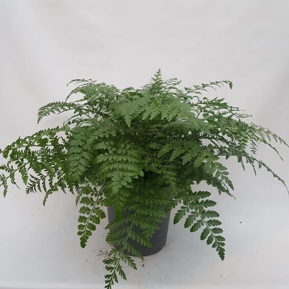 Tuincentrum Heerdink Asplenium Parvati moedervaren 30 cm groen